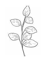 Eucalyptus Branch sketch template