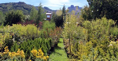 Como Cuidar Las Rosas En Invierno Jardines De La Patagonia