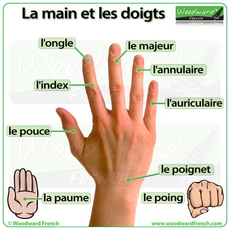la main  les doigts en francais hand  fingers  french
