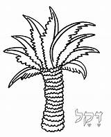 Palm Coloring Pages Sabal Torah Tots Palmtree Torahtots Template 2000 Inc sketch template