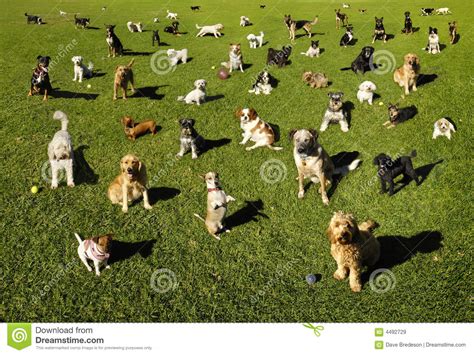 honden bij het park stock afbeelding afbeelding bestaande uit dier