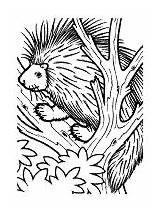 Porcupine Coloring Pages Animals Porcupines sketch template