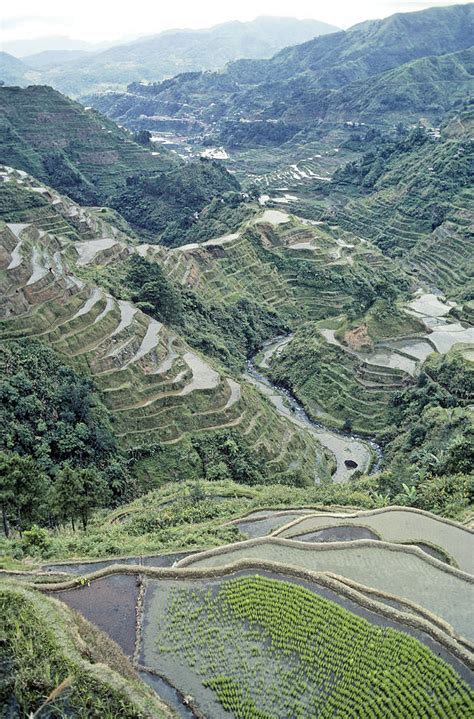 Banaue Rice Terraces Photograph By F Stuart Westmorland