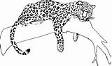 Giaguaro Jaguars Stampare Raskrasil sketch template