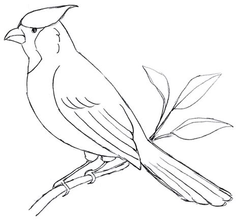 draw cardinal bird flying sketch coloring page