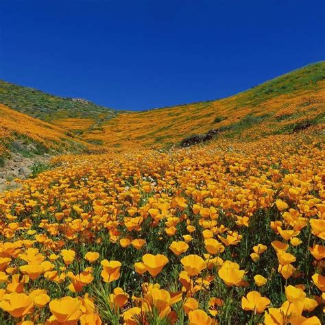 californias wildflower super bloom   magical  wired