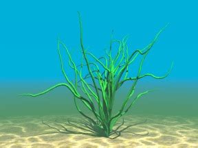 aquatic plant    model   dxocom