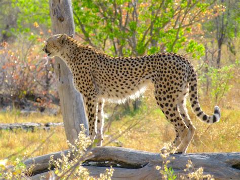 jeanettes big blog  animals cheetah cheetah cheetah