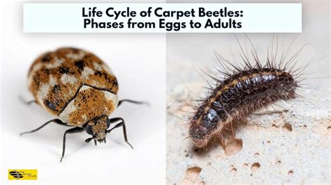 carpet beetles life cycle