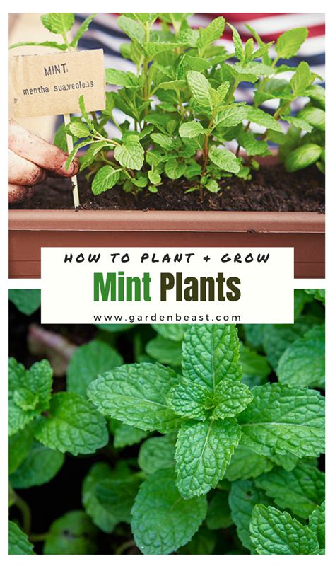 plant grow mint plants complete guide   mint plants