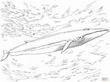 Finnwal Ausmalbild Whale Balenottera Finback sketch template