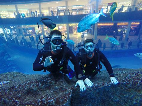 dubai mall aquarium scuba dive daniel gillaspia flickr