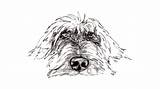 Pointing Wirehaired Griffons sketch template