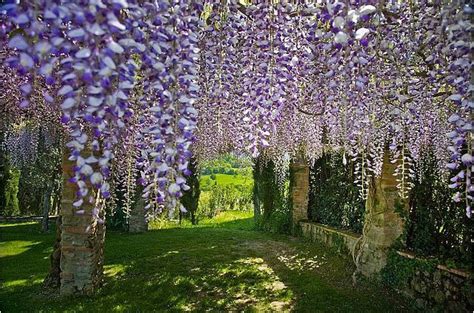 wysteria wisteria outdoor art hardscape