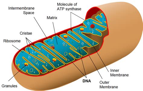 mitochondria  health legacy