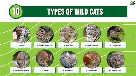 types  wild cats unianimal