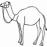 Camel Outline Clipart Coloring Animals Standing Camels Drawings Easy Printable Draw Kids Animal Print Clipartmag sketch template