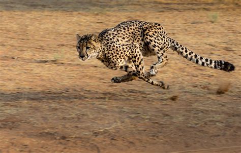 running cheetah   african plains image  stock photo public