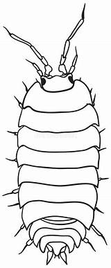 Woodlouse Vector Monochrome Drawing Preview sketch template