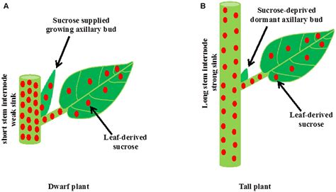 frontiers  growing stem inhibits bud outgrowth  overlooked theory  apical dominance