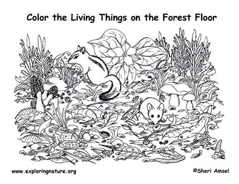 forest habitat coloring pages coloring page  images hidden