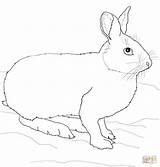 Hare Coloring Snowshoe Pages Rabbit Drawing sketch template
