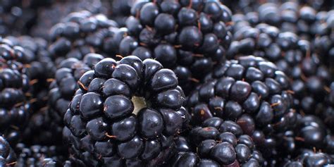 blackberry nutrition women s health