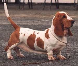 clarification  breeds basset hounds basset hound dog forums