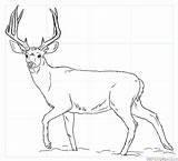 Draw Deer Mule Drawing Step Tutorials Tracing sketch template
