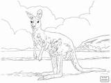 Kangaroo Tree Getdrawings Drawing sketch template