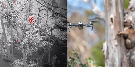 drones  thermal cameras  saving injured koalas dronedj