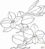 Coloring Orchid Pages Cernua Sophronitis Flower Printable Color Online Stencil Colouring Orchids Supercoloring Line Drawing Print Extract Royalty Stock Poppy sketch template