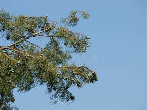 beautiful seed pods   bald cypress tree stock photo image