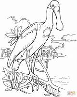 Spoonbill Roseate Coloring Pages Animal Clipart Drawing Supercoloring Bird Printable Outline Birds Pink Watercolor Gif Cliparts Color Book Choose Board sketch template