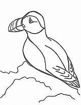 Puffin Puffins Arctic Designlooter Coloringbay Below Barracudas Insertion sketch template