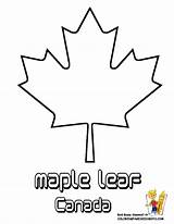 Leaf Maple Flowers Coloring Canadian Flower Pages Traceable Cliparts Sketch Printable Templates Drawing Canada Small Kids Drawn Sheets Clip Colouring sketch template