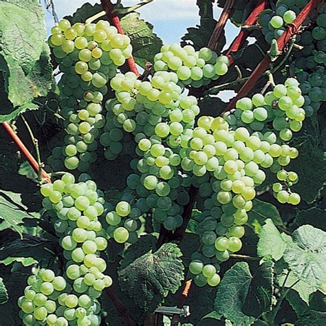 himrod seedless grape grape vines stark bros