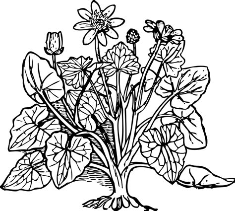 plant coloring page coloring home