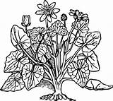 Coloring Flower Plants Plant Clipart Clip Vector Pages Celandine Lesser Flowers Outline Bush Svg Sketches Cliparts Lotus Printable Leaves Book sketch template
