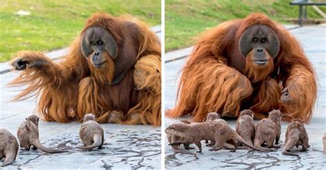 orangutans   adorable friendship   otters   zoo