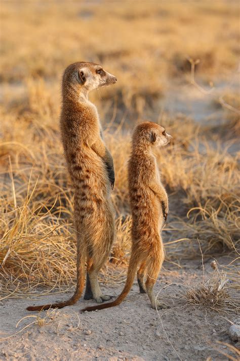 meerkats scouting meerkat pictures wildlife photography