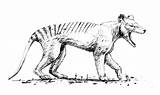 Thylacine Coloring Pages Color Animals Animal Sheet Print Back sketch template