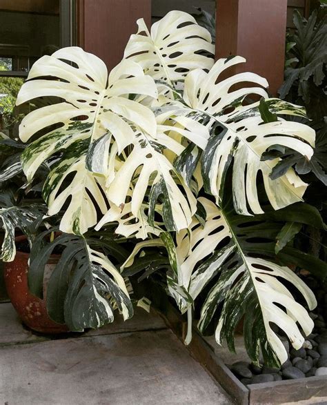 mesmerizing monstera varieties  indoor plant enthusiasts