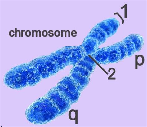 cell biology chromosomes