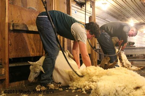 friday fun farm facts wool