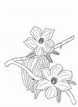 Plant Cotton Drawing Getdrawings sketch template