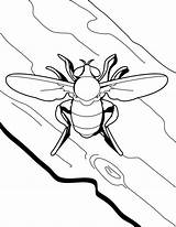 Coloring Fly Insect sketch template