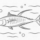 Tuna Fish Drawing Paintingvalley sketch template