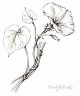 Glory Morning Drawing Flower Tattoo Glories Flowers Vine Drawings Pencil Draw Sketches Botanical Plant Sketch Hollender Wendy Illustrations Line Hydrangea sketch template