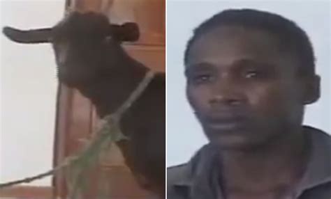 katana kitsao gona kenya goat sex attacker faces victim in court metro news